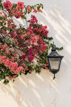 Buganvillas junto a un farol sobre una pared blanca